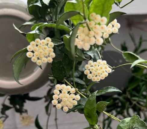 Hoya Lacunosa 10 Pieces Seeds