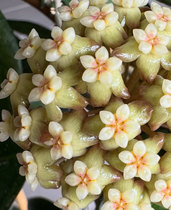 Hoya Tequila Sunrise 10 Pieces Seeds