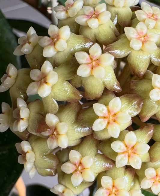 Hoya Tequila Sunrise 10 Pieces Seeds