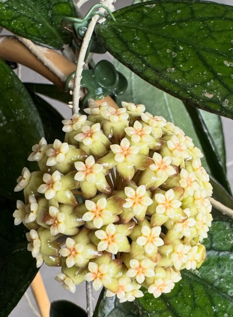 Hoya Tequila Sunrise 10 Pieces Seeds