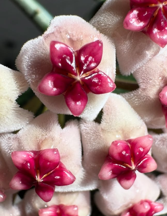 Hoya obovata 10 Pieces Seeds