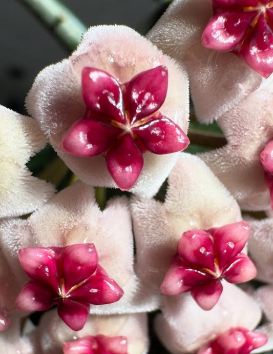 Hoya obovata 10 Pieces Seeds