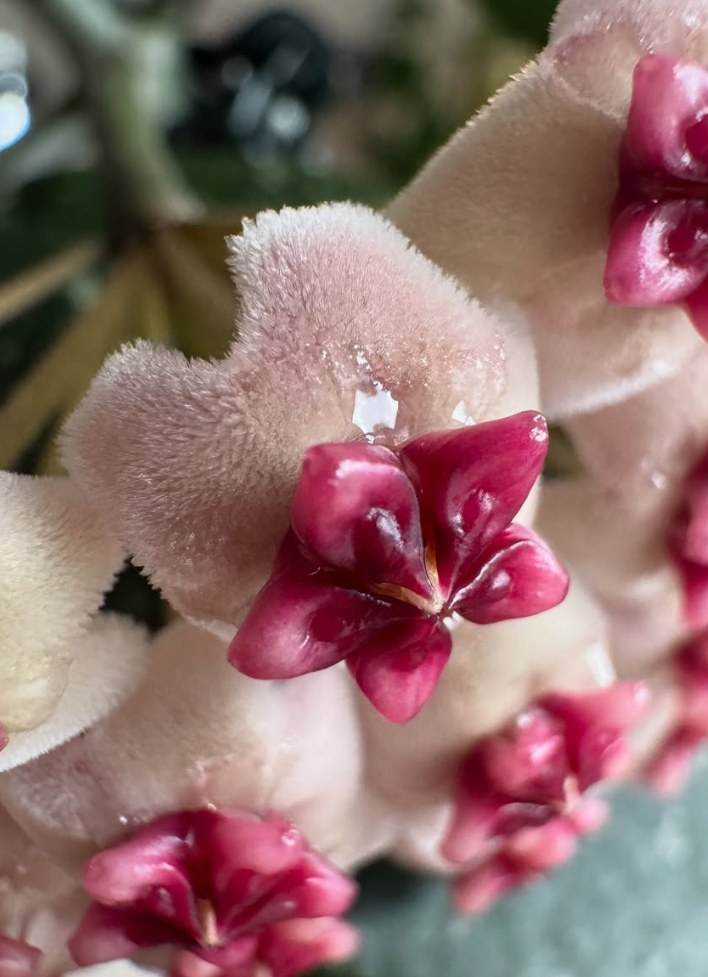 Hoya obovata 10 Pieces Seeds