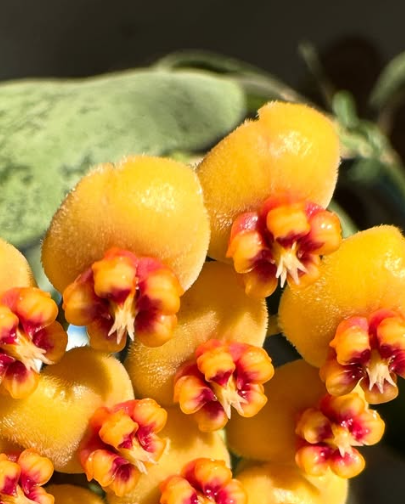 Hoya waymaniae 'Cloudy Sky' 10 Pieces Seeds