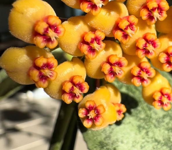 Hoya waymaniae 'Cloudy Sky' 10 Pieces Seeds