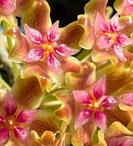 Hoya glabra 'Splash' 10 Pieces Seeds