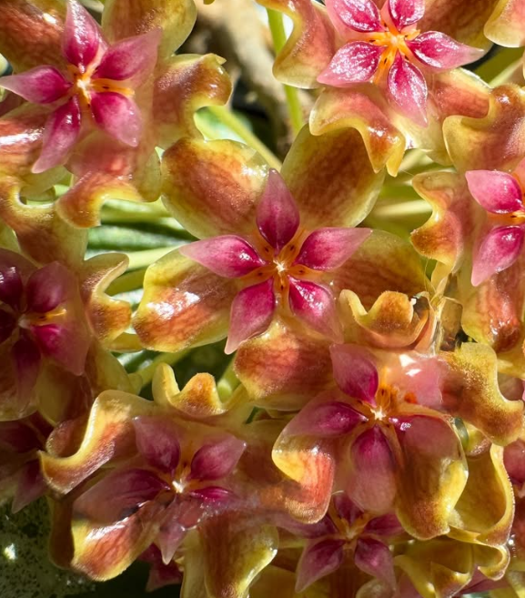 Hoya glabra 'Splash' 10 Pieces Seeds