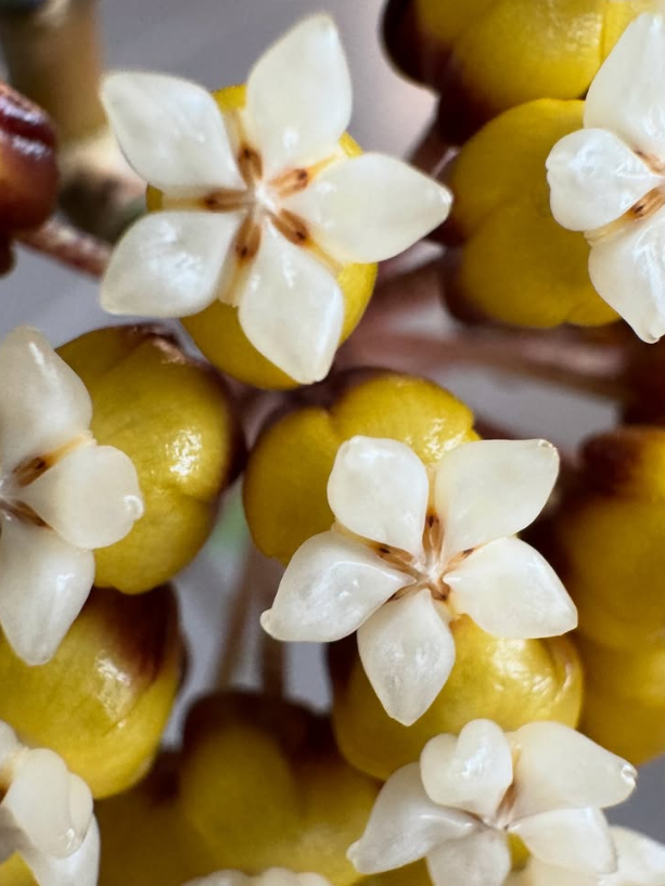 Hoya callistophylla 10 Pieces Seeds