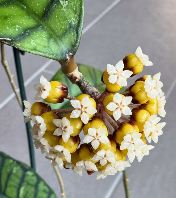 Hoya callistophylla 10 Pieces Seeds