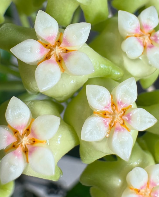 Hoya Genevieve 10 Pieces Seeds