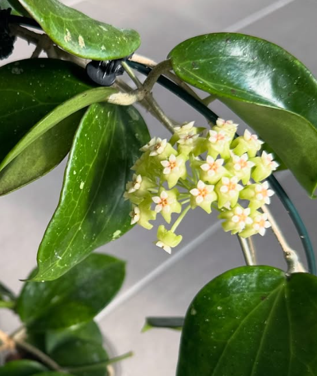 Hoya Genevieve 10 Pieces Seeds