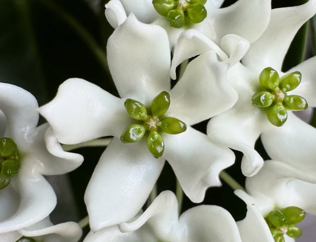 Hoya chloroleuca 10 Pieces Seeds