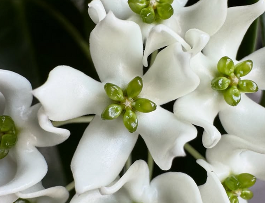 Hoya chloroleuca 10 Pieces Seeds