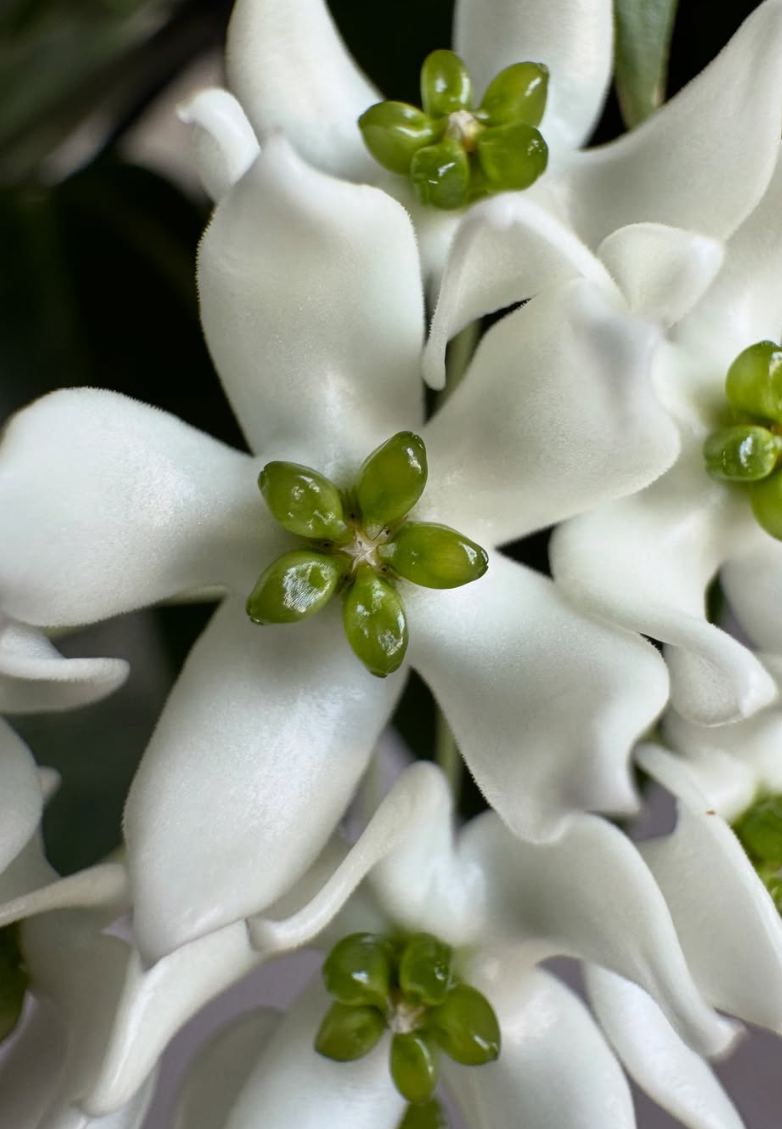 Hoya chloroleuca 10 Pieces Seeds