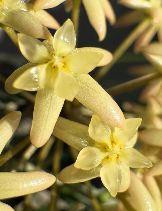 Hoya exilis 10 Pieces Seeds