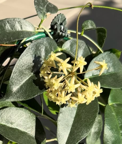 Hoya exilis 10 Pieces Seeds