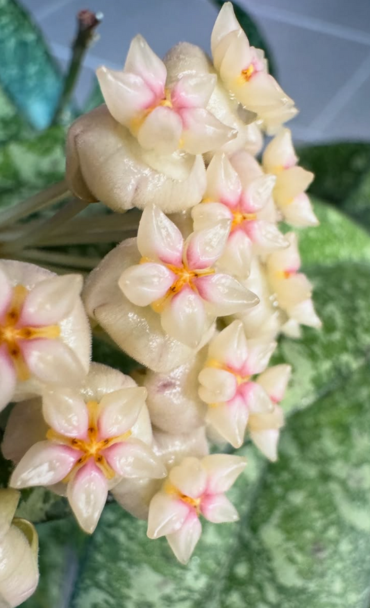 Hoya crassipetiolata 10 Pieces Seeds