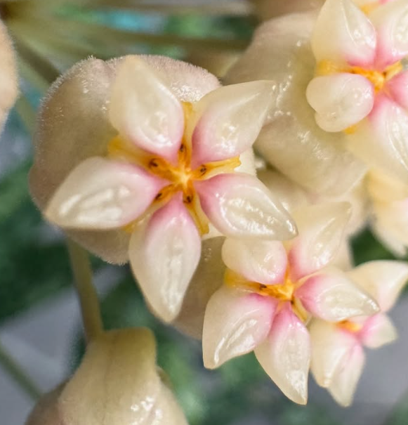 Hoya crassipetiolata 10 Pieces Seeds
