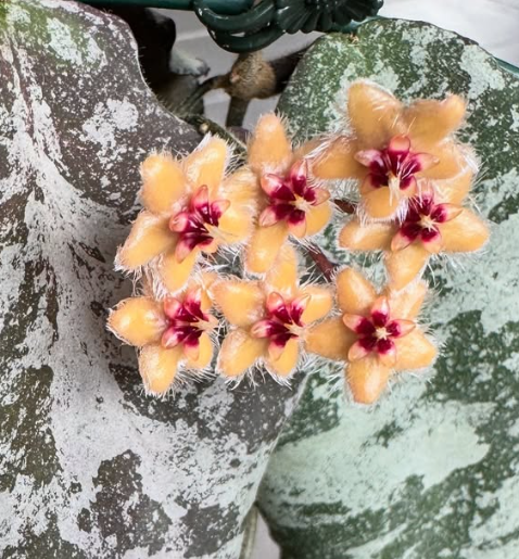 Hoya caudata Gold 10 Pieces Seeds