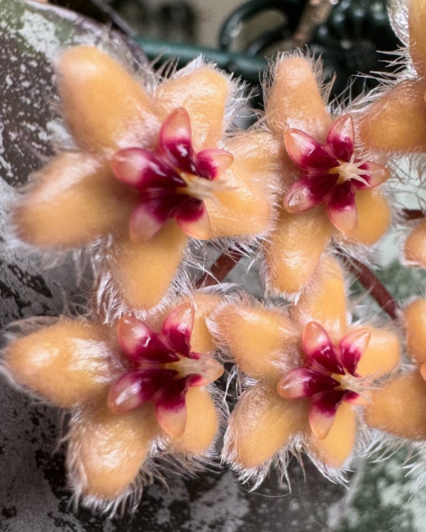 Hoya caudata Gold 10 Pieces Seeds