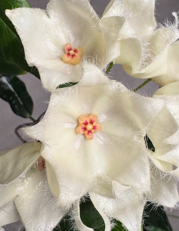 Hoya paradisea 10 Pieces Seeds