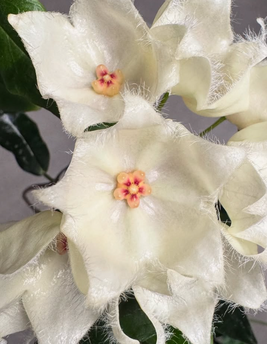 Hoya paradisea 10 Pieces Seeds