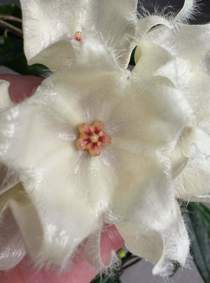 Hoya paradisea 10 Pieces Seeds