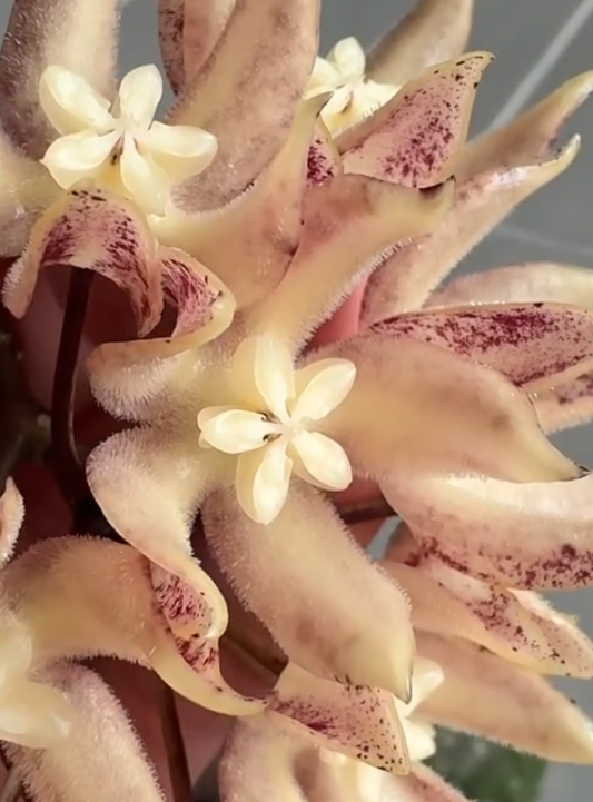 Hoya undulata 10 Pieces Seeds