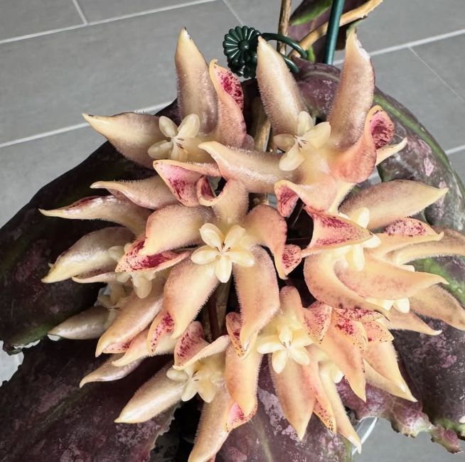 Hoya undulata 10 Pieces Seeds