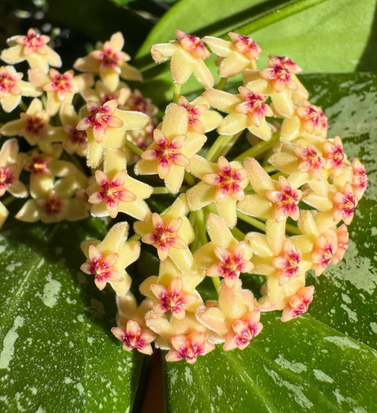 Hoya memoria 10 Pieces Seeds