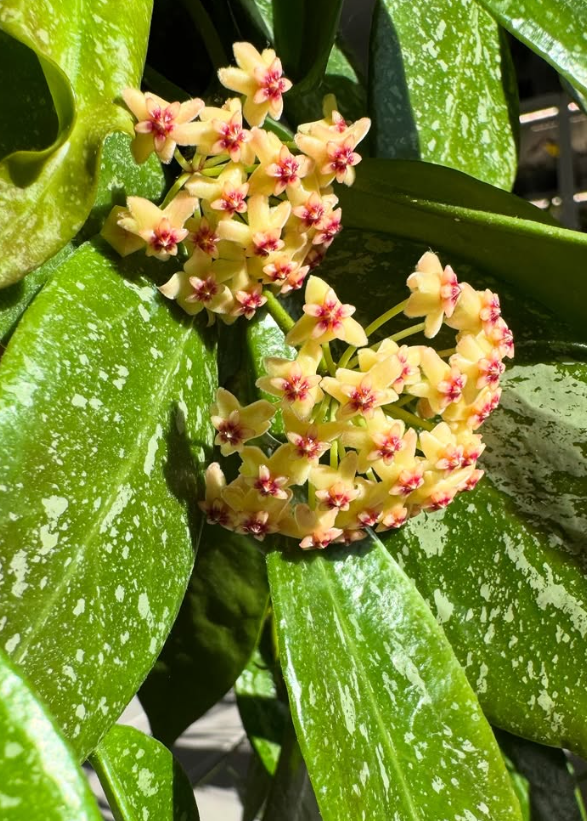 Hoya memoria 10 Pieces Seeds