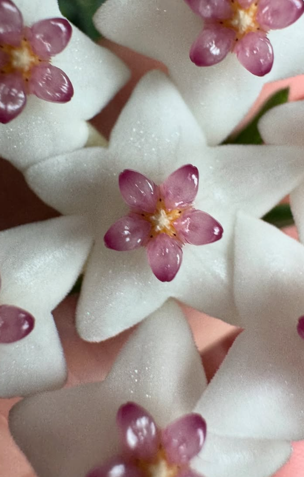 Hoya vaccinioides 10 Pieces Seeds