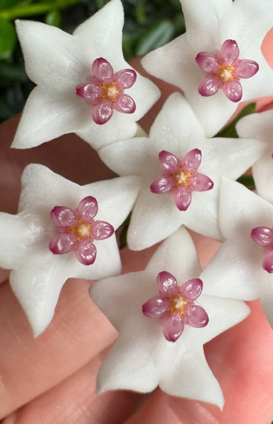 Hoya vaccinioides 10 Pieces Seeds