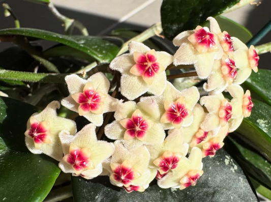 Hoya David's Green Cup 10 Pieces Seeds
