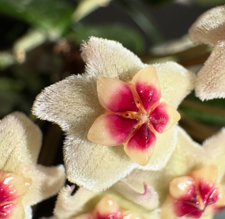 Hoya David's Green Cup 10 Pieces Seeds