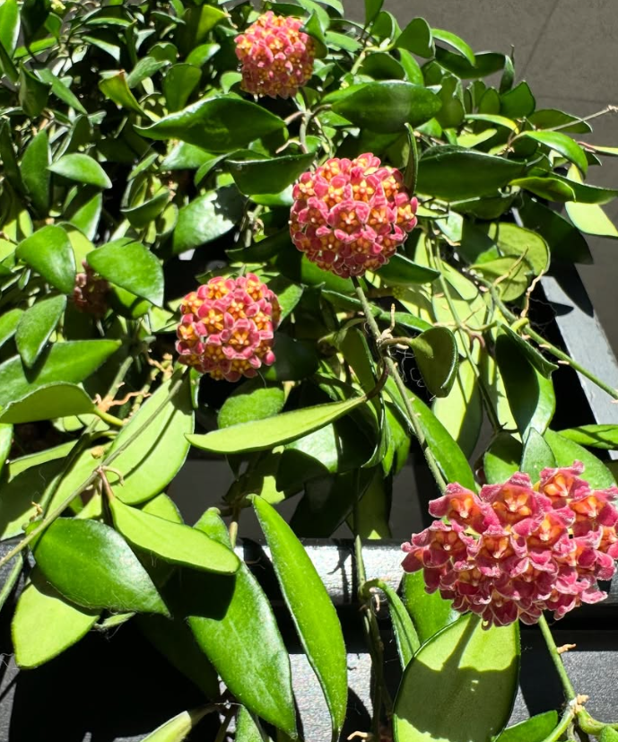 Hoya davidcummingii 10 Pieces Seeds