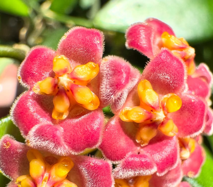 Hoya davidcummingii 10 Pieces Seeds