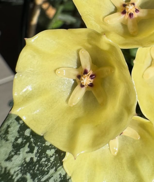 Hoya Cystiantha Splash 10 Pieces Seeds