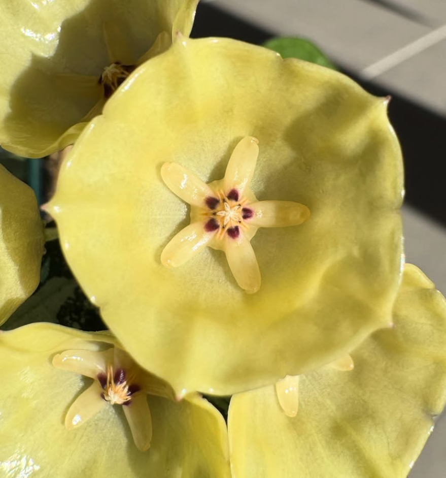 Hoya Cystiantha Splash 10 Pieces Seeds