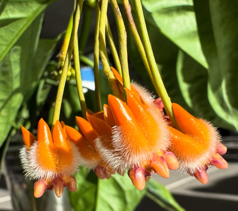 Hoya lasiantha 10 Pieces Seeds
