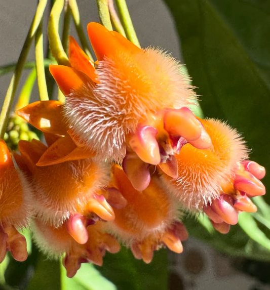 Hoya lasiantha 10 Pieces Seeds