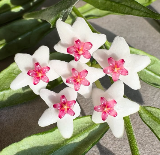 Hoya paxtonii 10 Pieces Seeds