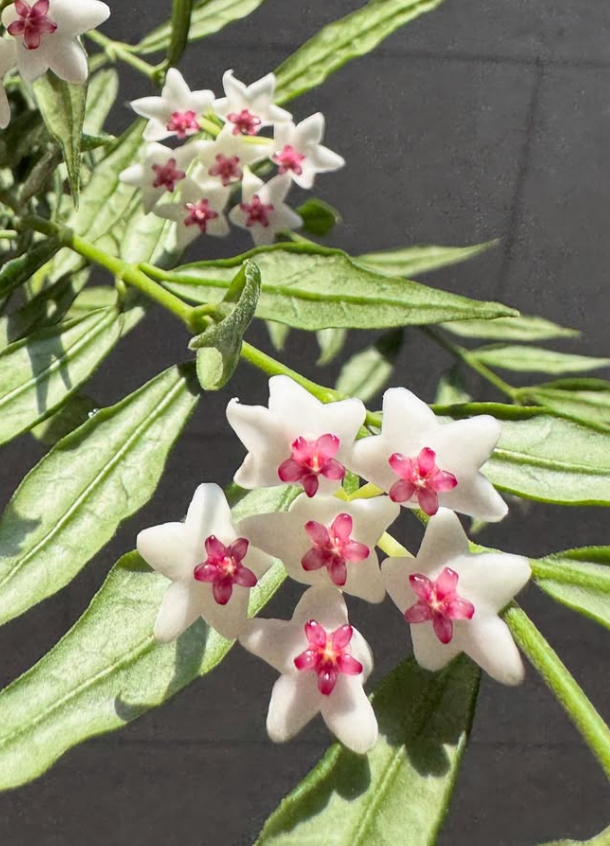 Hoya paxtonii 10 Pieces Seeds