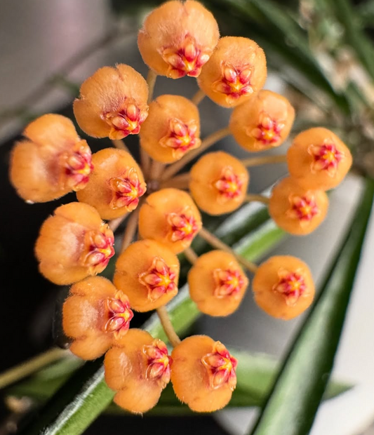 Hoya No ID sp. Sumatra 10 Pieces Seeds