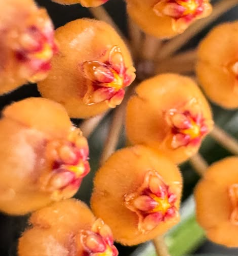 Hoya No ID sp. Sumatra 10 Pieces Seeds