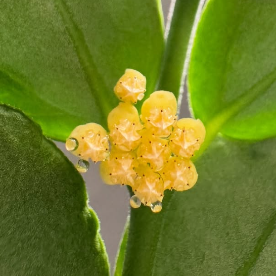 Hoya corymbosa 10 Pieces Seeds