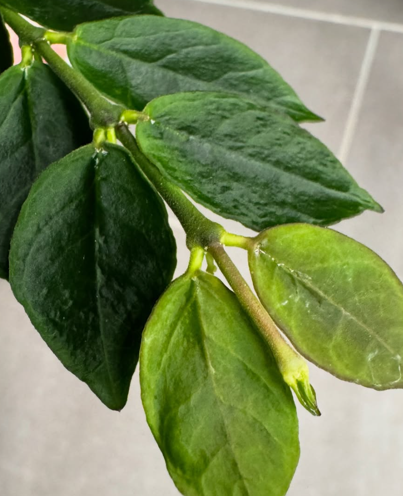 Hoya corymbosa 10 Pieces Seeds