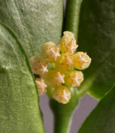 Hoya corymbosa 10 Pieces Seeds