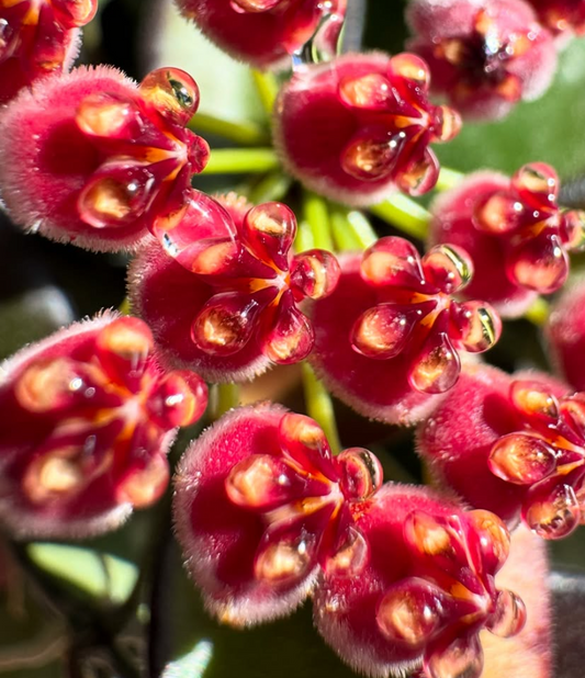 Hoya Rosita 10 Pieces Seeds