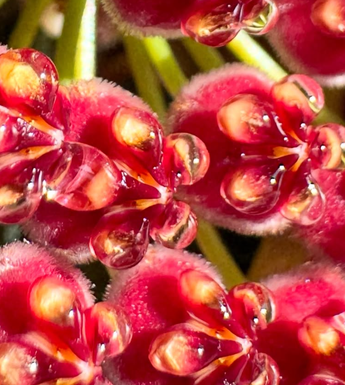 Hoya Rosita 10 Pieces Seeds